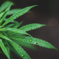 Hemp_Vinegar04