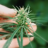 Hemp_Vinegar05